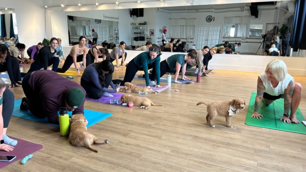Puppy Yoga & Animal Wellness team activity