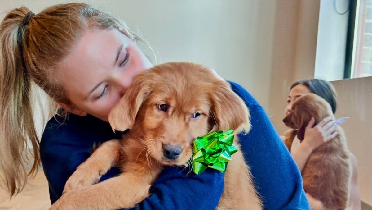 Private Corporate Puppy Yoga by puppy yoga usa